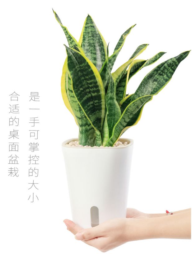 上当！绿植怎么摆才能除甲醛？哪种植物空气净化效果好？7种花草盘点|「每日一答」122