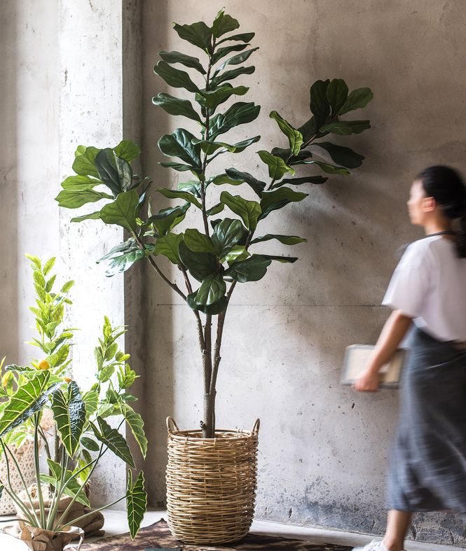 上当！绿植怎么摆才能除甲醛？哪种植物空气净化效果好？7种花草盘点|「每日一答」122