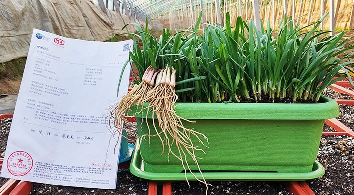 上当！绿植怎么摆才能除甲醛？哪种植物空气净化效果好？7种花草盘点|「每日一答」122