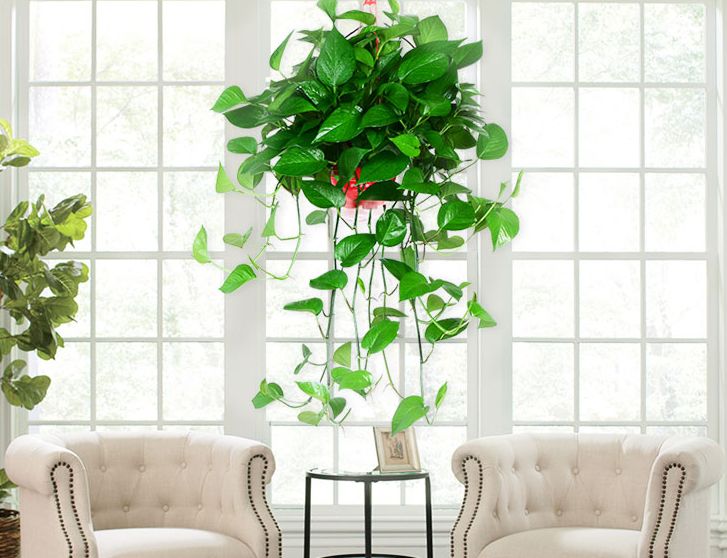 上当！绿植怎么摆才能除甲醛？哪种植物空气净化效果好？7种花草盘点|「每日一答」122