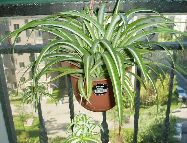 上当！绿植怎么摆才能除甲醛？哪种植物空气净化效果好？7种花草盘点|「每日一答」122