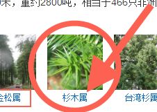 又骗我！进口杉木集成板这么便宜？打家具杉木还是松木好？详解！「每日一答」071