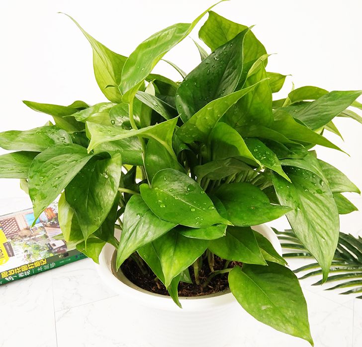 上当！绿植怎么摆才能除甲醛？哪种植物空气净化效果好？7种花草盘点|「每日一答」122