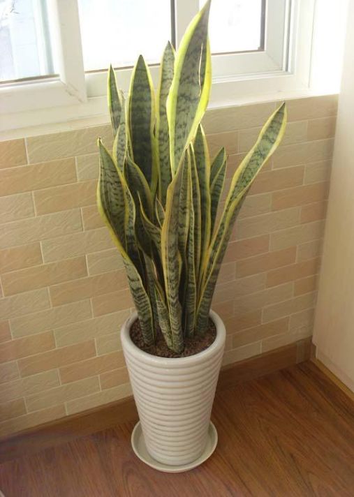 上当！绿植怎么摆才能除甲醛？哪种植物空气净化效果好？7种花草盘点|「每日一答」122