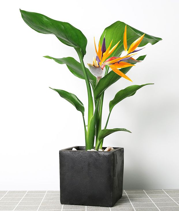 上当！绿植怎么摆才能除甲醛？哪种植物空气净化效果好？7种花草盘点|「每日一答」122