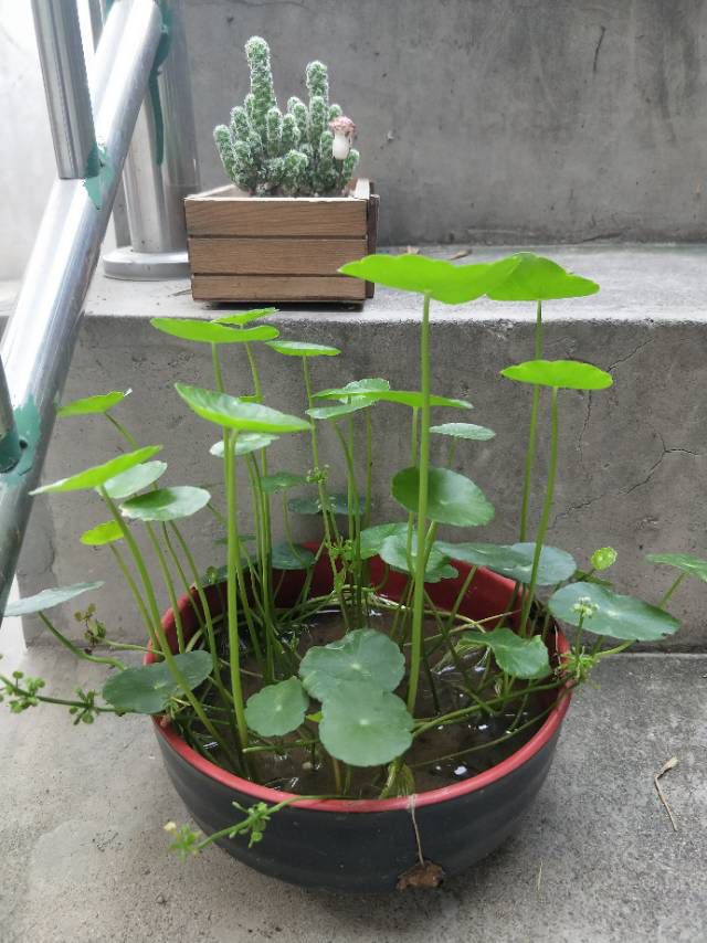上当！绿植怎么摆才能除甲醛？哪种植物空气净化效果好？7种花草盘点|「每日一答」122