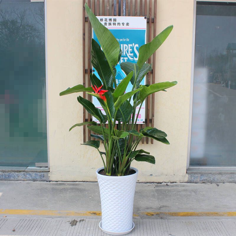 上当！绿植怎么摆才能除甲醛？哪种植物空气净化效果好？7种花草盘点|「每日一答」122