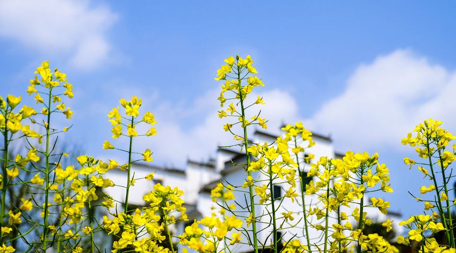 选错自采暖，几万元打水漂！空调、壁挂炉、空气能到底咋选？|「每日一答」062