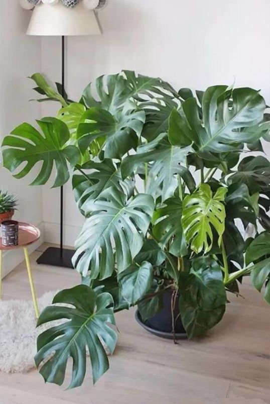 上当！绿植怎么摆才能除甲醛？哪种植物空气净化效果好？7种花草盘点|「每日一答」122