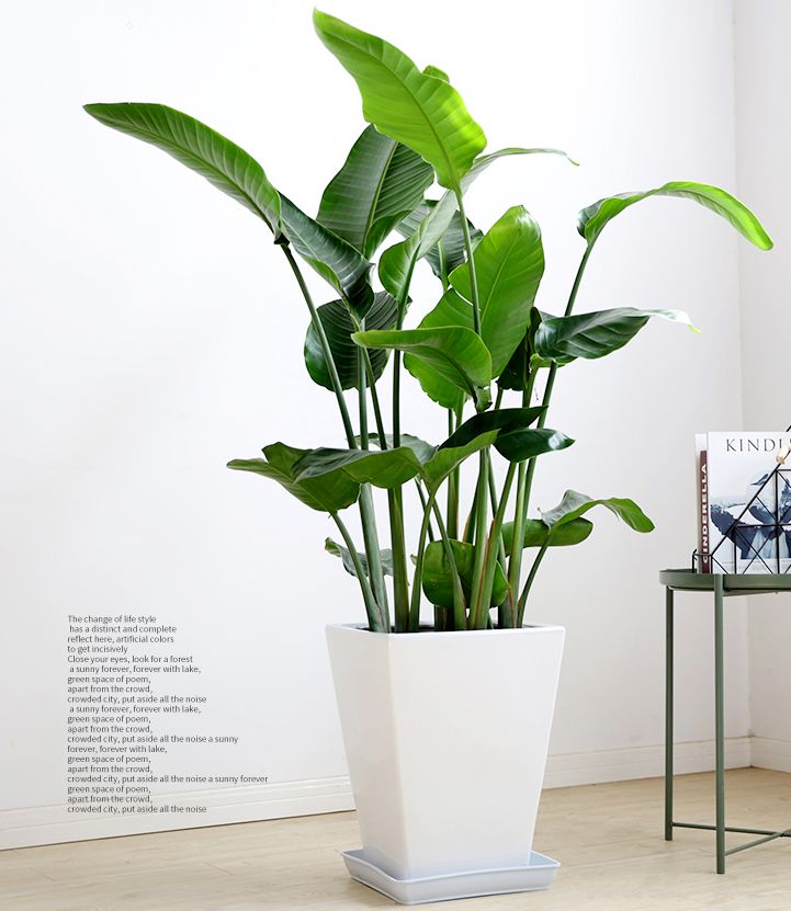 上当！绿植怎么摆才能除甲醛？哪种植物空气净化效果好？7种花草盘点|「每日一答」122