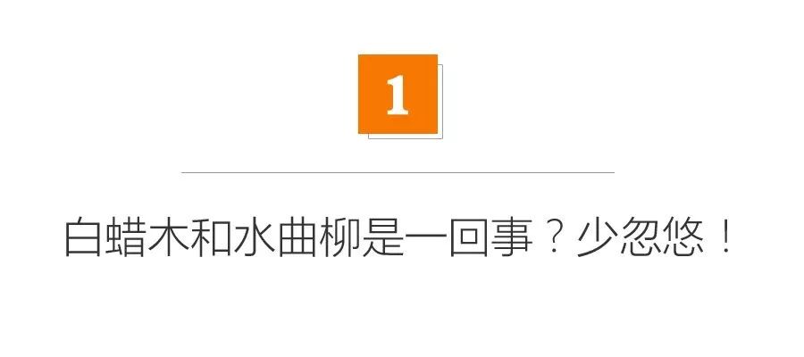 上当了吧！水曲柳和白蜡木到底是不是一回事？【家具开团否？】|「每日一答」137