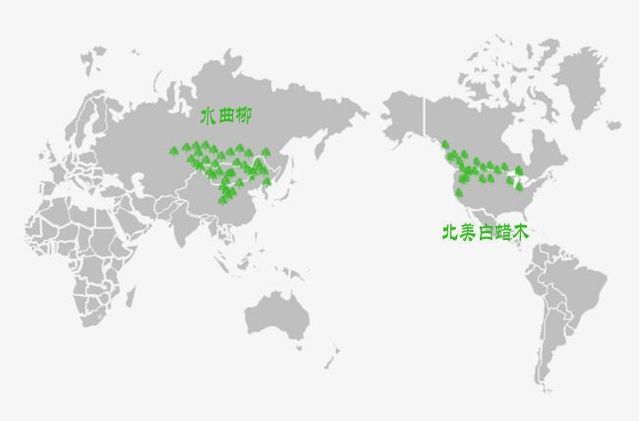 上当了吧！水曲柳和白蜡木到底是不是一回事？【家具开团否？】|「每日一答」137