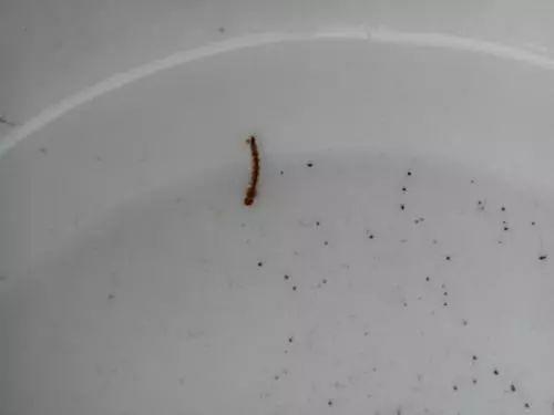 Schwarze würmer in toilette nach urlaub
