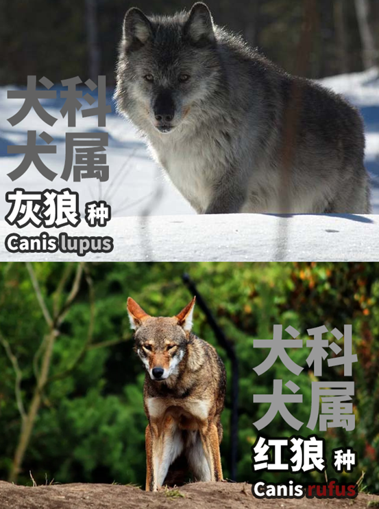 实木选购：橡木/白蜡木/水曲柳，哪个更好？7种木材×10个知识点×20件家具，一次讲透！买源氏木语前必看！