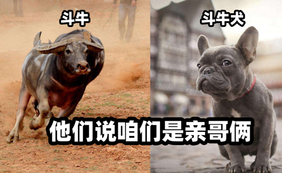 【辟谣】爆火的橡木，真的是好木材吗？为啥中国古代不用？红橡和白橡哪种好？橡胶木和橡木啥关系？怎么选购橡木家具？| 木材知识