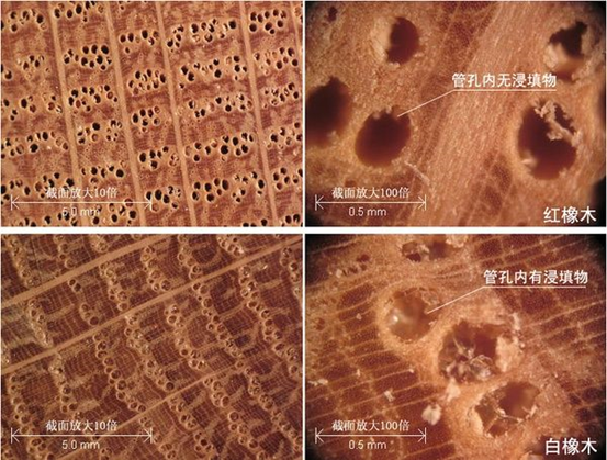 【辟谣】爆火的橡木，真的是好木材吗？为啥中国古代不用？红橡和白橡哪种好？橡胶木和橡木啥关系？怎么选购橡木家具？| 木材知识